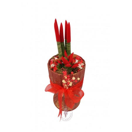 Saksıda Kırmızı Sansevieria Aranjmanı